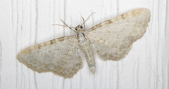Eupithecia cretaceata