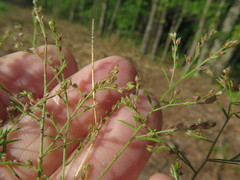 Lechea tenuifolia