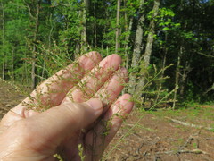 Lechea tenuifolia