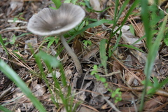 Amanita sororcula