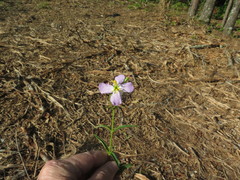 Rhexia mariana mariana