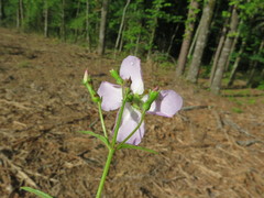 Rhexia mariana mariana