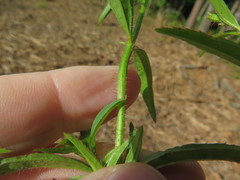 Rhexia mariana mariana
