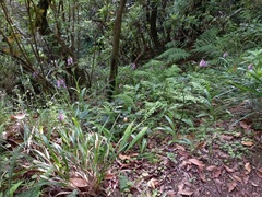 Dactylorhiza foliosa