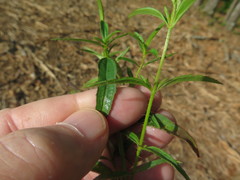 Rhexia mariana mariana