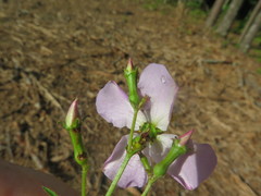 Rhexia mariana mariana