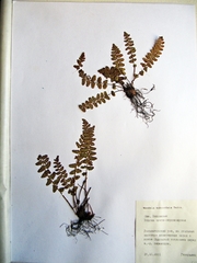 Woodsia subcordata