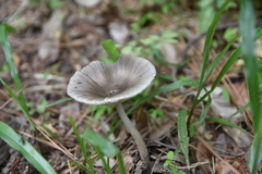 Amanita sororcula