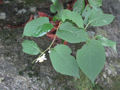 Actinidia polygama