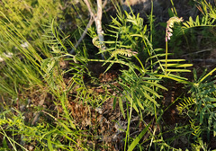 Vicia cassubica