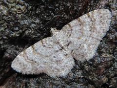 Protoboarmia simpliciaria