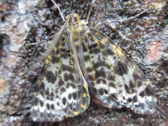 Arichanna melanaria