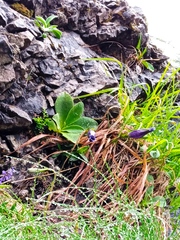 Gentiana clusii
