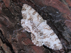 Ophthalmitis albosignaria