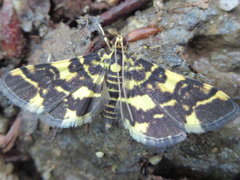 Piletocera luteosignata