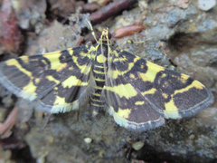 Piletocera luteosignata