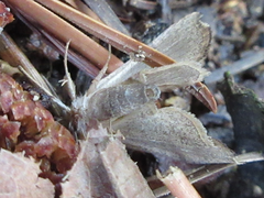 Gonepatica opalina