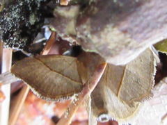 Gonepatica opalina