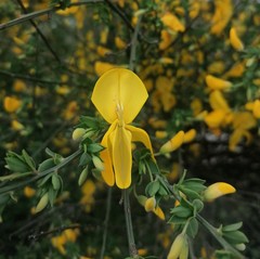 Cytisus scoparius