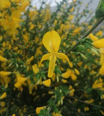 Cytisus scoparius