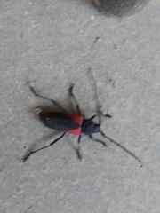 Purpuricenus humeralis