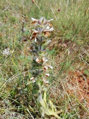Stachys heraclea
