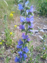 Echium vulgare