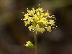 Trachymene microcephala
