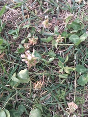 Trifolium repens