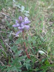 Corydalis solida