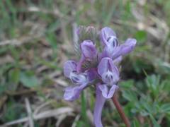 Corydalis solida