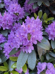 Rhododendron ponticum