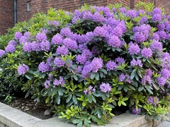 Rhododendron ponticum
