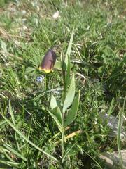 Fritillaria pinardii