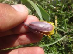 Fritillaria pinardii, photograph (c) Ben Costamagna, some rights reserved (CC BY)