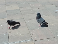 Columba livia