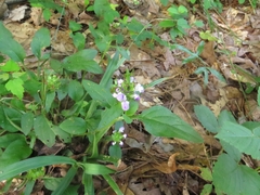 Prunella vulgaris vulgaris