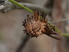 Trachymene microcephala