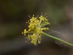 Trachymene microcephala