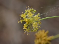 Trachymene microcephala