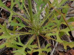 Trachymene microcephala