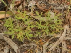 Trachymene microcephala