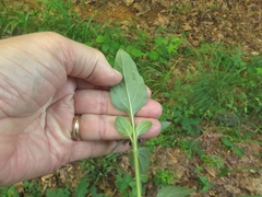 Prunella vulgaris vulgaris