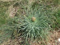 Asphodeline
