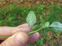 Prunella vulgaris vulgaris