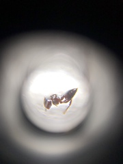 Crematogaster ferrarii