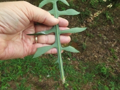 Lactuca hirsuta
