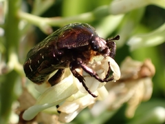 Protaetia orientalis sakaii