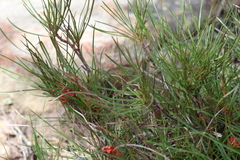 Grevillea dimorpha