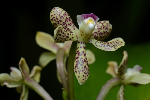 Thick-lipped anacheilium